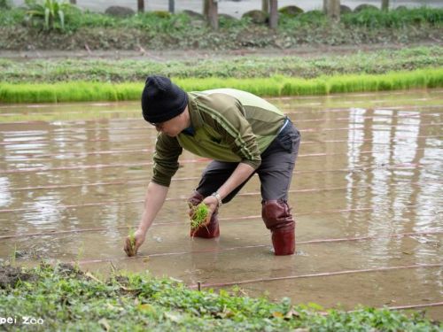 動物園裡當小農夫！春耕插秧體驗開跑，親手種下自然與生態的希望